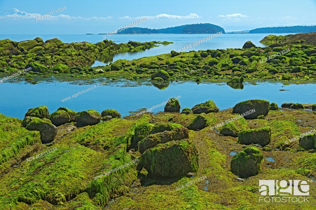 Stock Photo: Seawwed covering rocks at low tide. Strait of Georgia. Gulf Islands, Saturna Island, British Columbia, Canada.