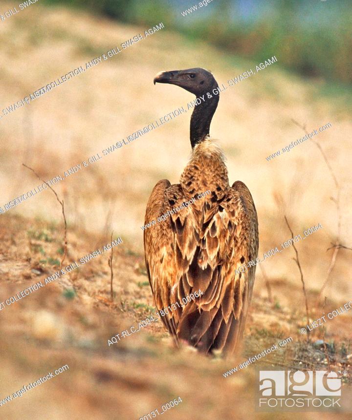 Stock Photo: Slender-billed Vulture, Gyps tenuirostris.