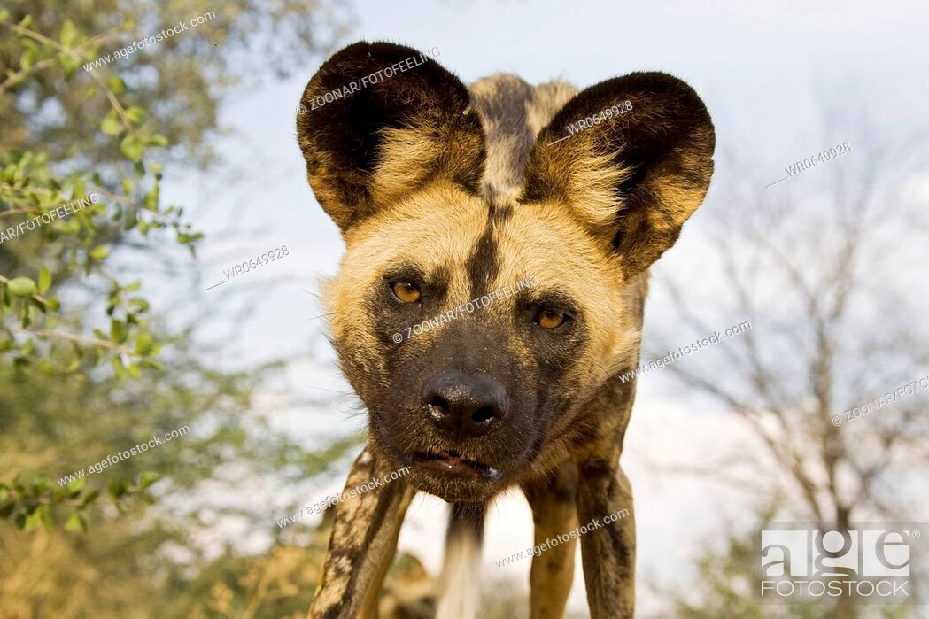 Stock Photo: Afrikanischer Wildhund Lycaon pictus, Portrait, Namibia, Afrika, african wilddogs, Africa.