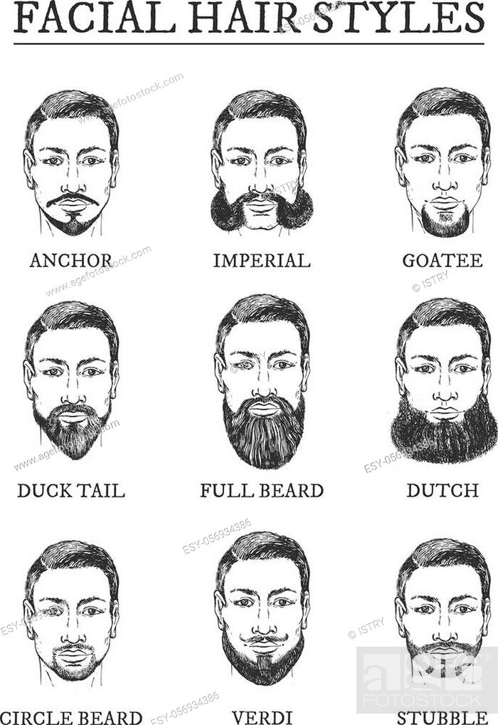 Facial hair styles barber guide. Beards, moustaches. Anchor, imperial,  goatee, duck tail, full beard, Stock Vector, Vector And Low Budget Royalty  Free Image. Pic. ESY-056934386 | agefotostock