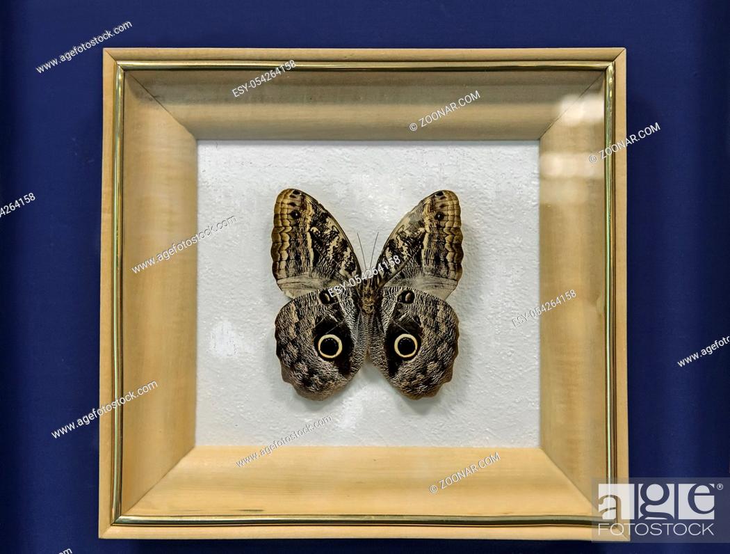Imagen: An instance of large tropical butterflies of the genus Caligo illioneus, has a wingspan of up to 160mm. Presented in a glazed frame.