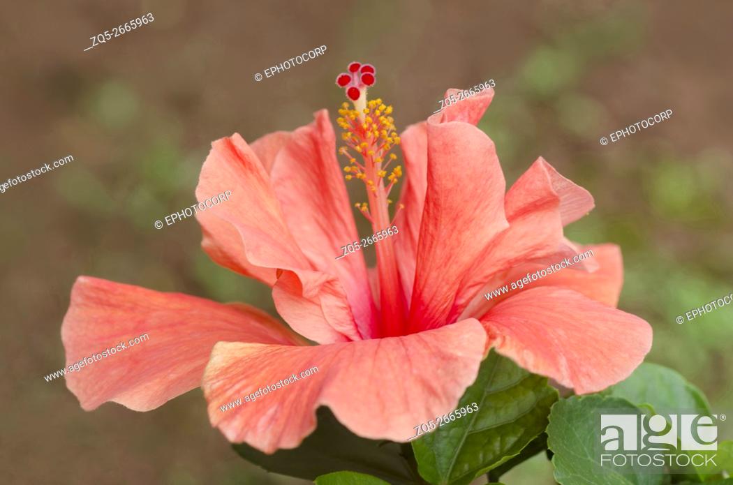 Imagen: Flower of Hibiscus, mallow flower family, Malvaceae. Orange color, near Ratnagiri, Maharashtra, India.