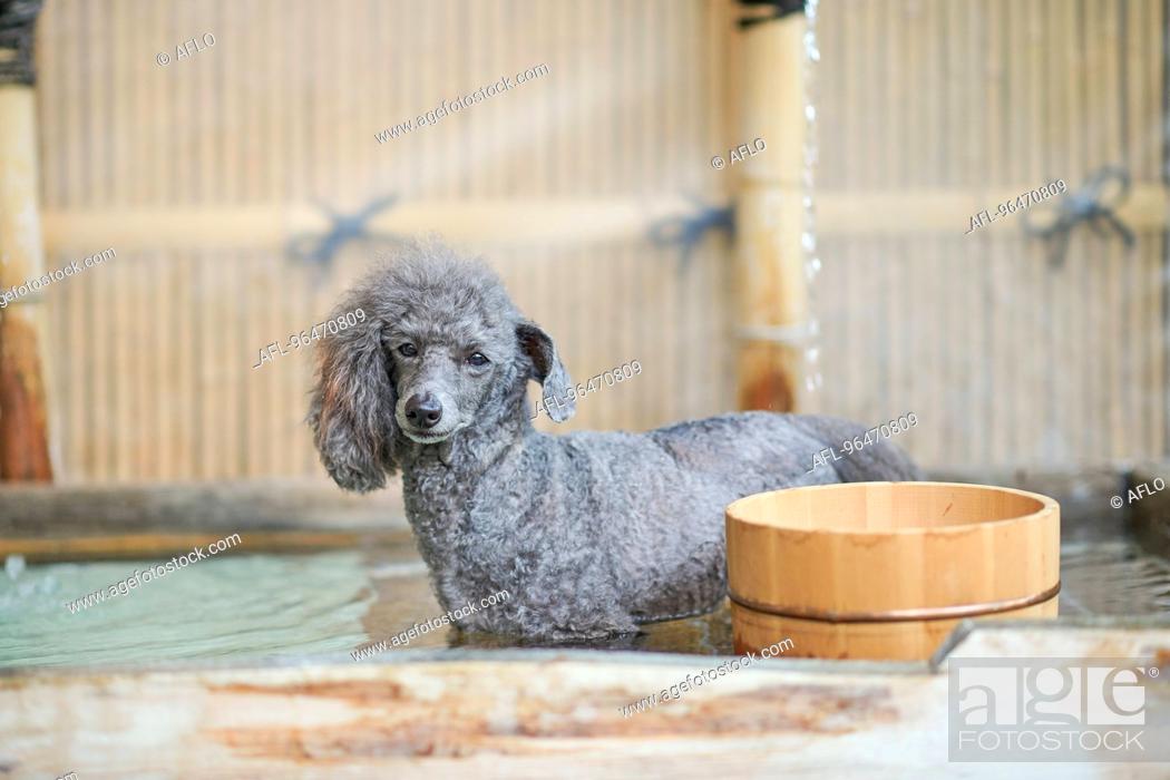 Stock Photo: Dog at traditional Japanese hotel.