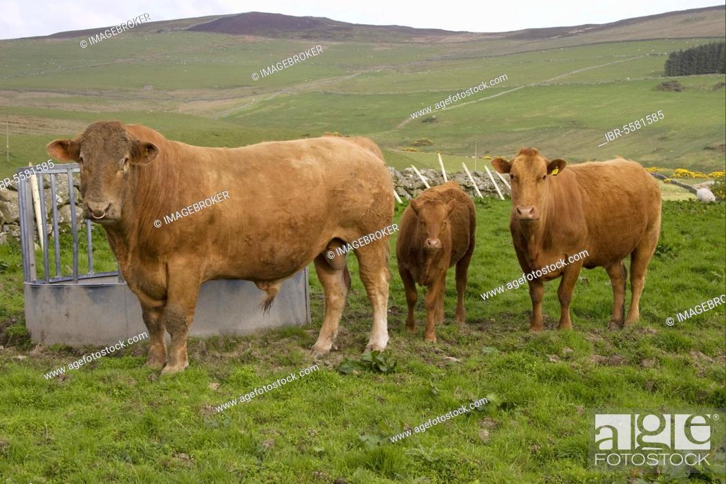 Stock Photo: Domestic cattle, Red Galloway, bull, cow and calf, standing next to the feeder in the pasture, Carsluith, Dumfries and Galloway, Scotland, Great Britain.