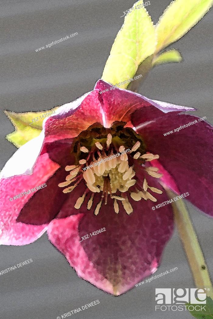 Stock Photo: A pink Hellebore blooming in late Winter with effects.