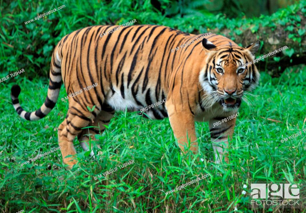 Royel Bengal Tiger at Zoo Negara Malaysia It is a national zoological park  of Malaysia Kuala Lumpur, Stock Photo, Picture And Rights Managed Image.  Pic. PBG-PB108047 | agefotostock