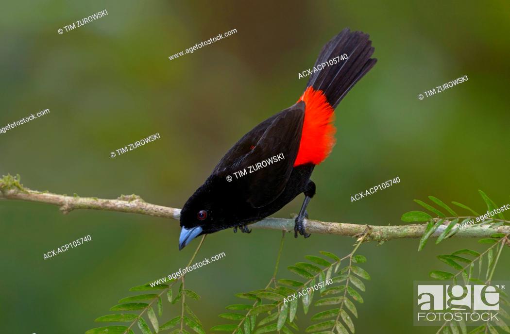 Stock Photo: Male Passerini Tanager (Ramphocelus passerinii) at Laguna Lagarto Lodge near Boca Tapada, Costa Rica.