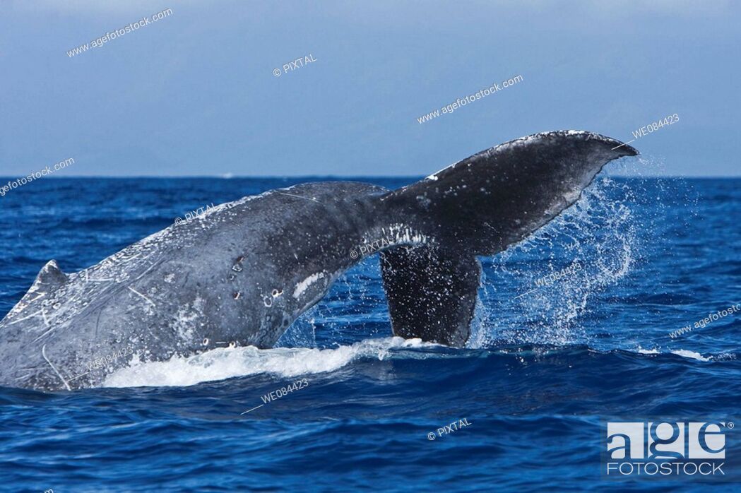 Photo de stock: Extremely scarred up sub-adult humpback whale (Megaptera novaeangliae) tail-throwing in the AuAu Channel between the islands of Maui and Lanai, Hawaii, USA.