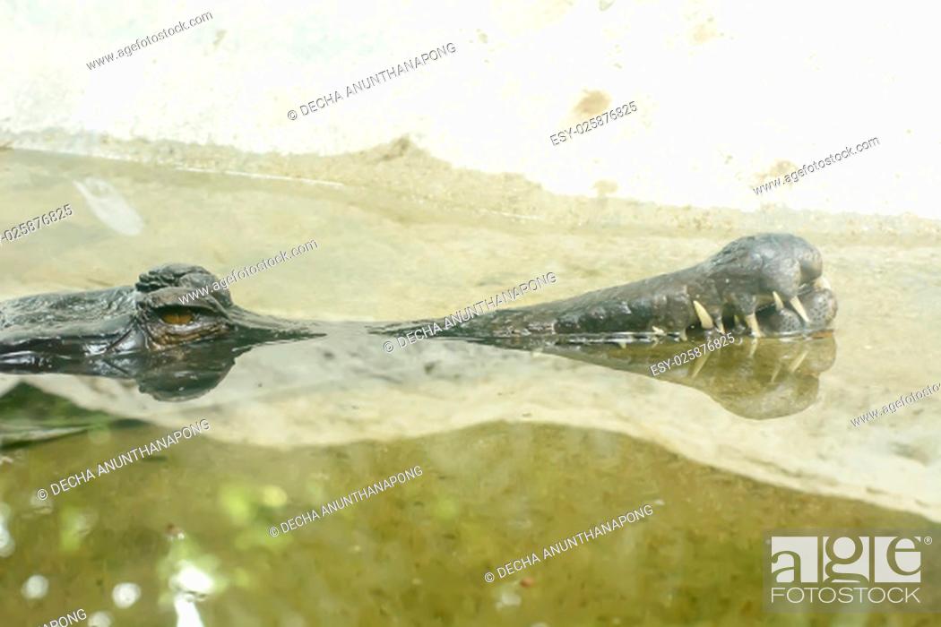 Stock Photo: The malayan gharial take in a zoo.