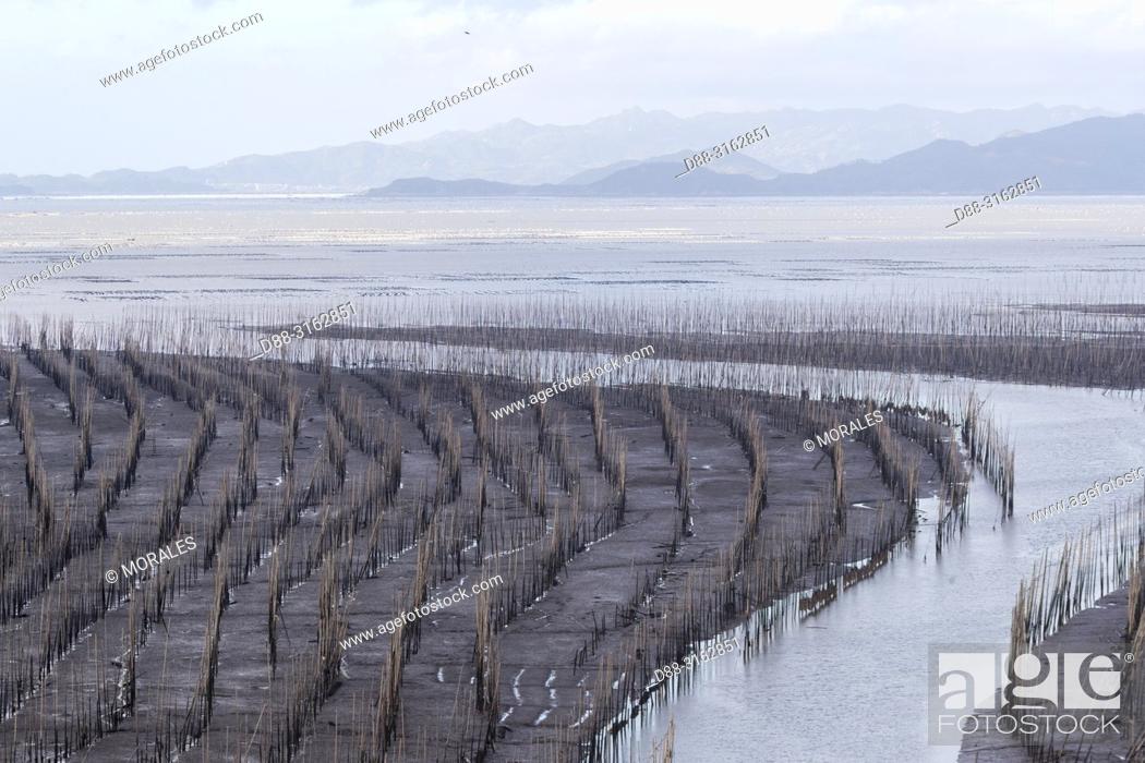 Stock Photo: China, Fujiang Province, Xiapu County, Fishing poles, Bamboos at low tide, Bamboos used for fishing, aquaculture.