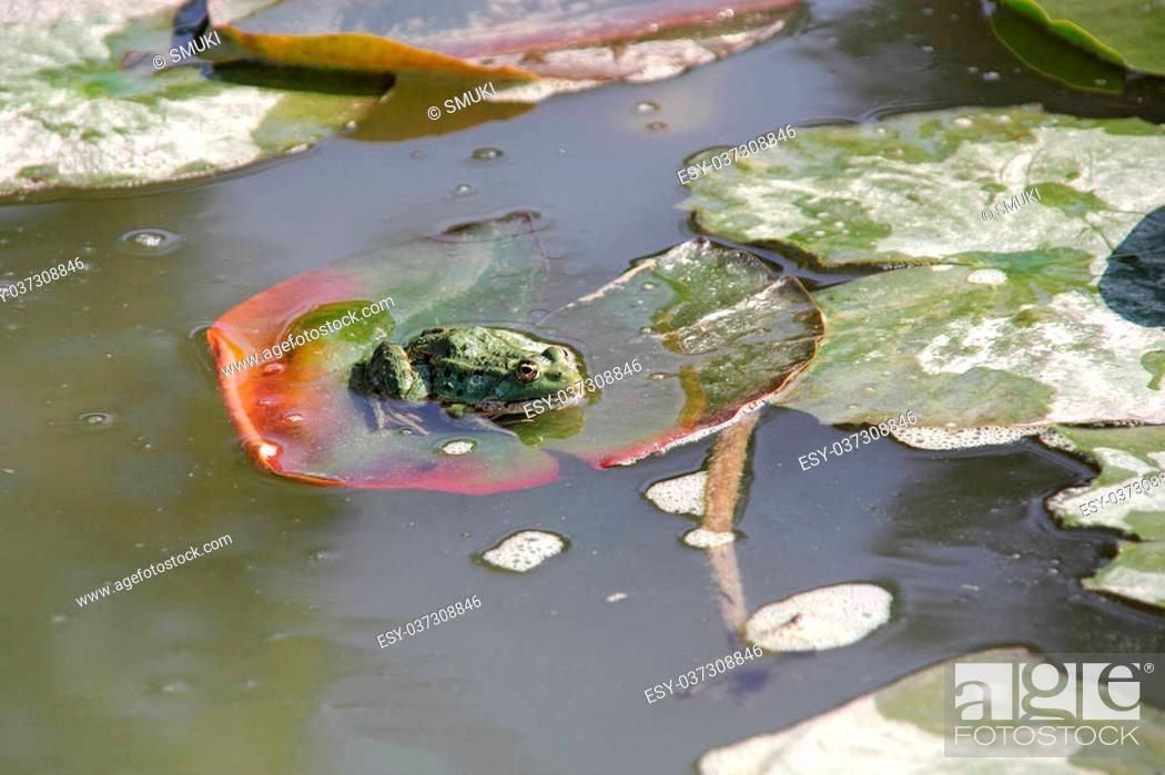 Stock Photo: A green frog resting on a water lily leaf.