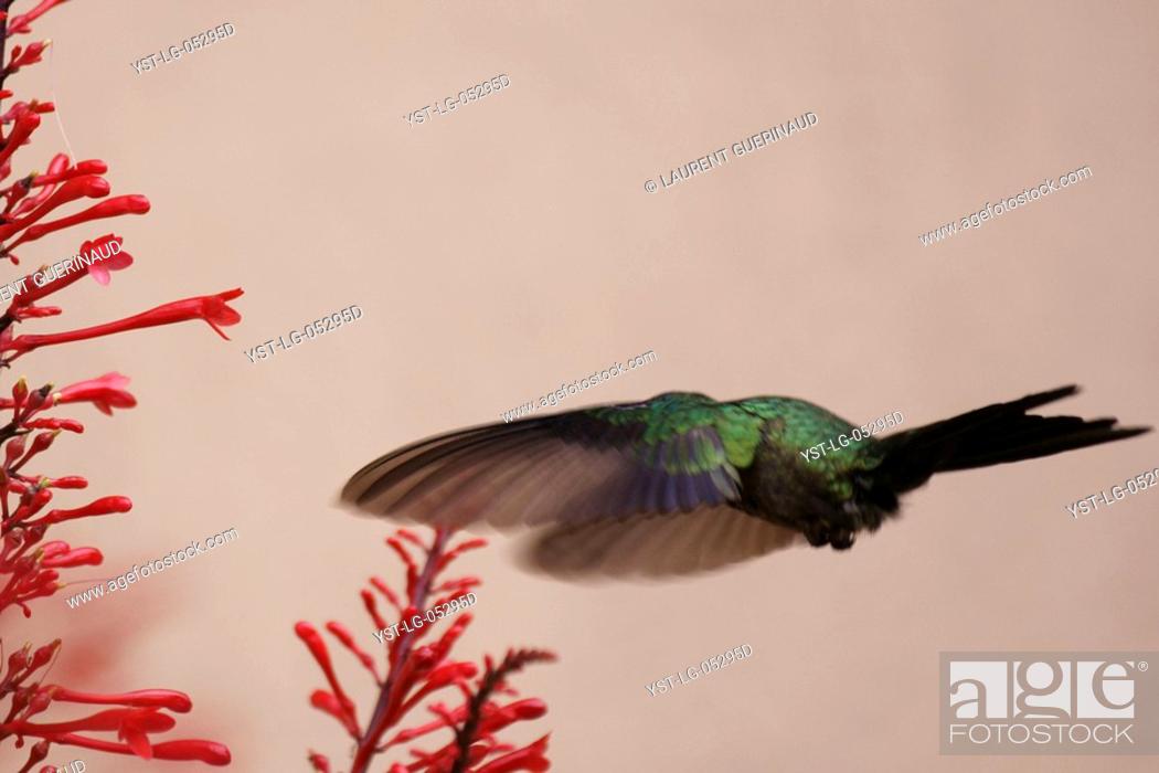 Stock Photo: Hummingbird, North Coast, Camburi, São Paulo, Brazil.