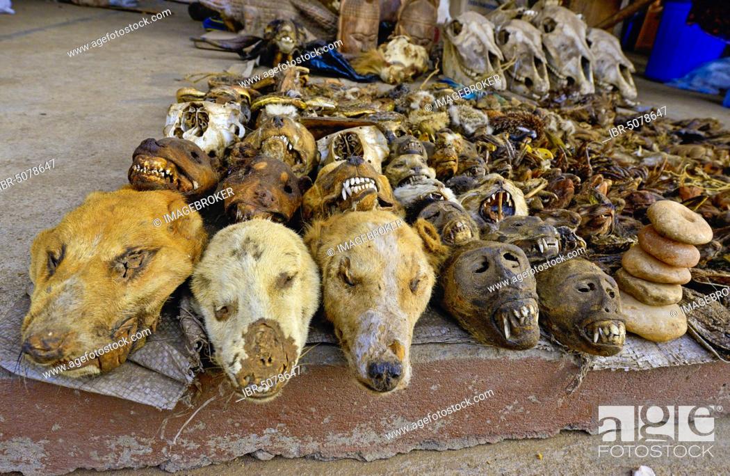 Sale of dead animals and animal heads, Fetish market, Togo, Africa, Stock  Photo, Picture And Rights Managed Image. Pic. IBR-5078647 | agefotostock