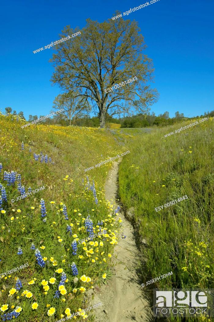 Stock Photo: A path winding past a lone tree and colorful bouquet of spring flowers blossoming off Route 58 on Shell Creek road, West of Bakersfield in CA.