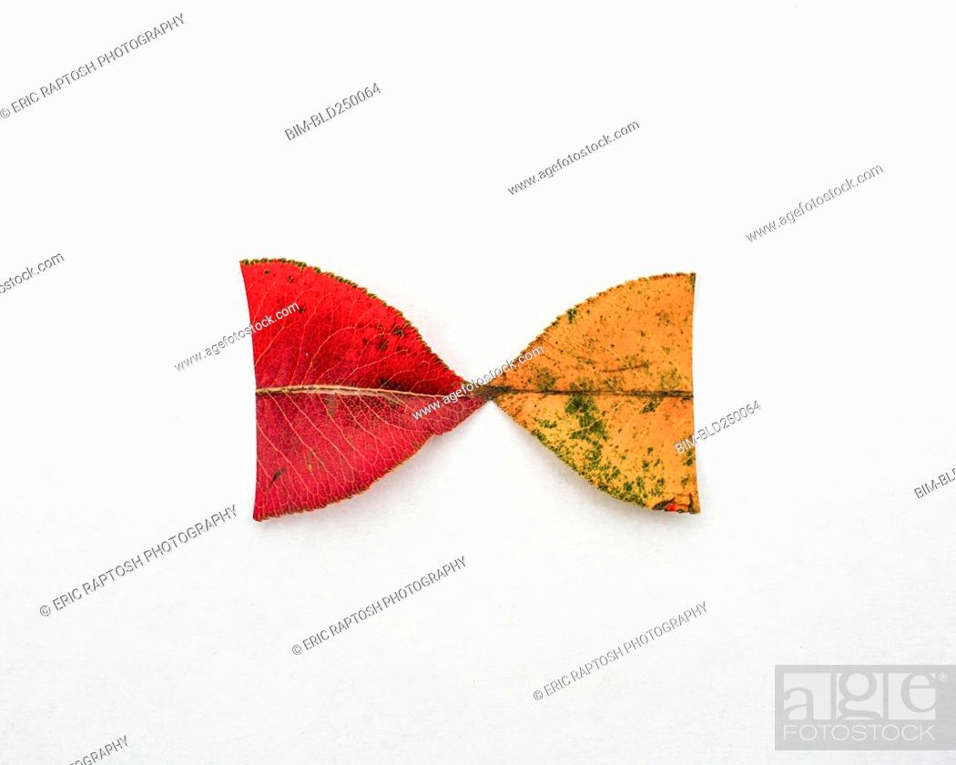Stock Photo: Red and yellow halves of autumn leaves.