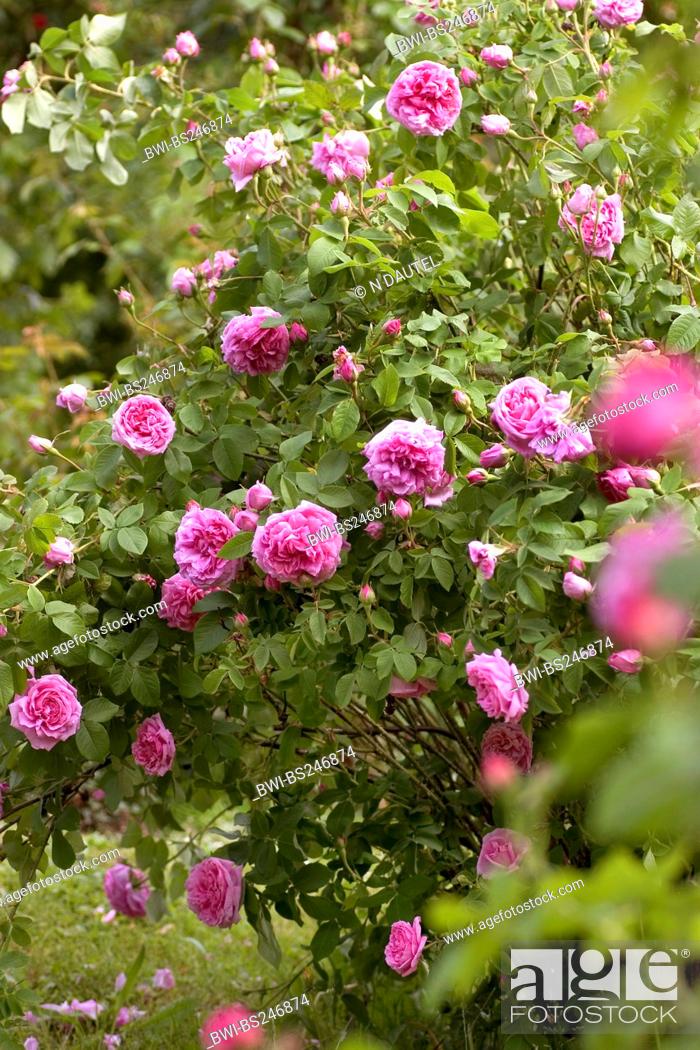 Ornamental Rose Rosa Comte De Chambord Rosa Comte De Chambord Cultivar Comte De Chambord Stock Photo Picture And Rights Managed Image Pic Bwi Bs246874 Agefotostock