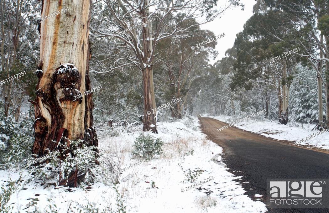 Photo de stock: Australian gum trees dusted with light powdery snow in wintr.