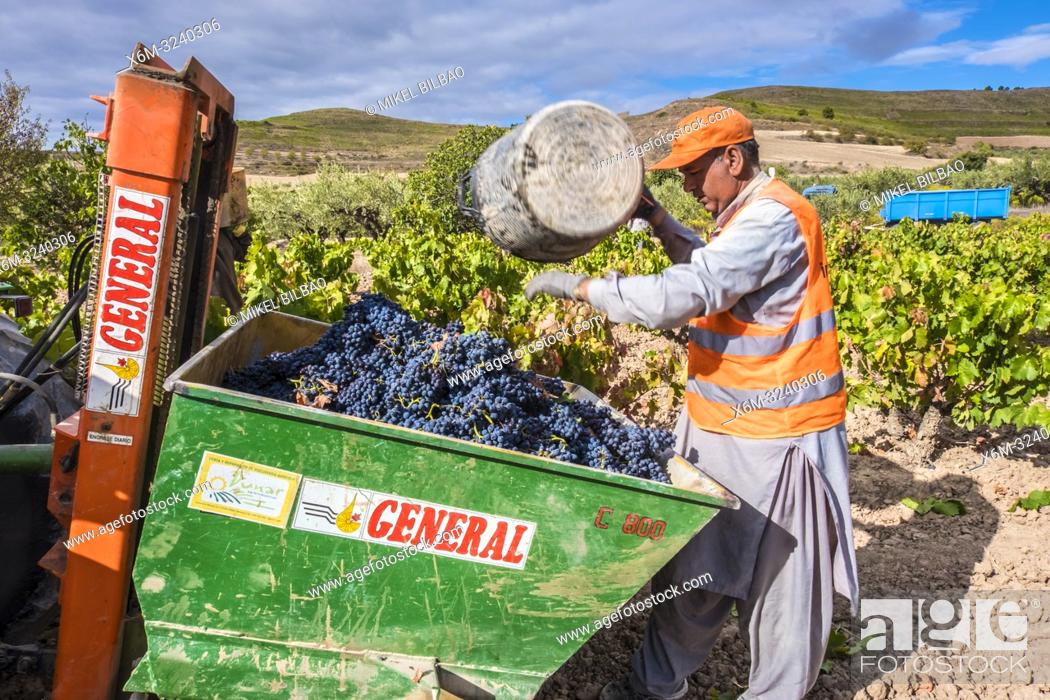 Stock Photo: Grape harvest. Bargota, Navarre, Spain, Europe.