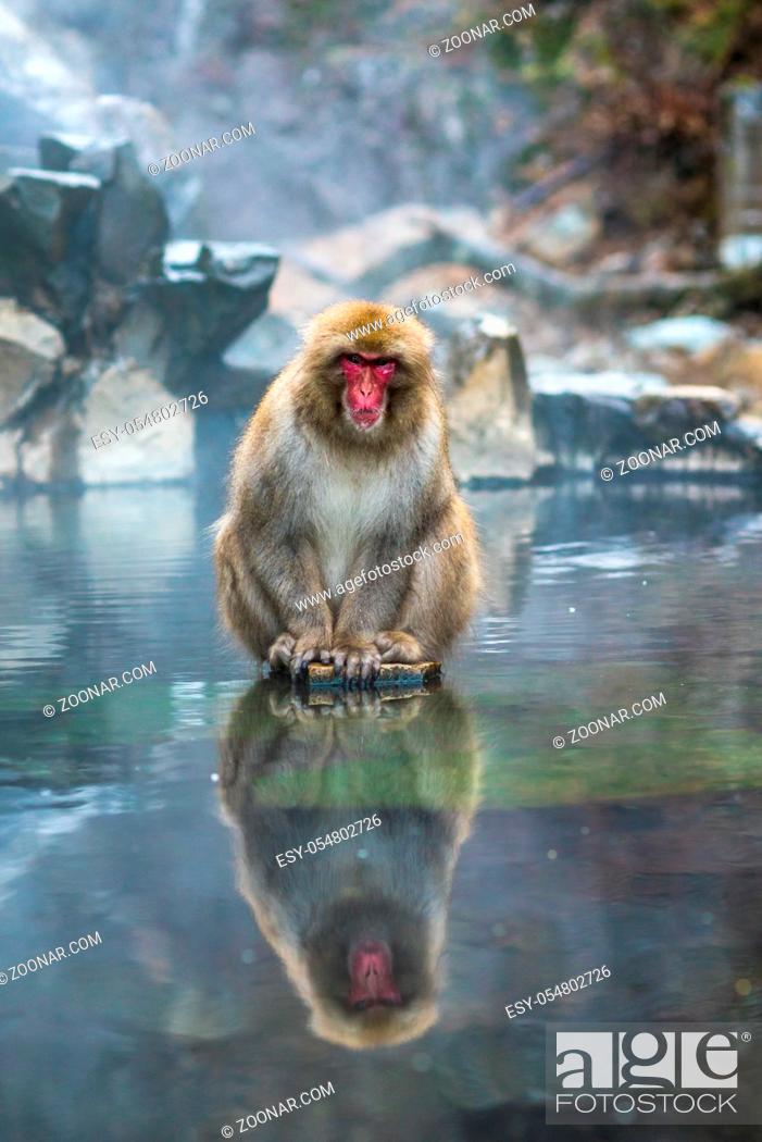 Stock Photo: Snow monkey or Japanese Macaque in hot spring onsen.