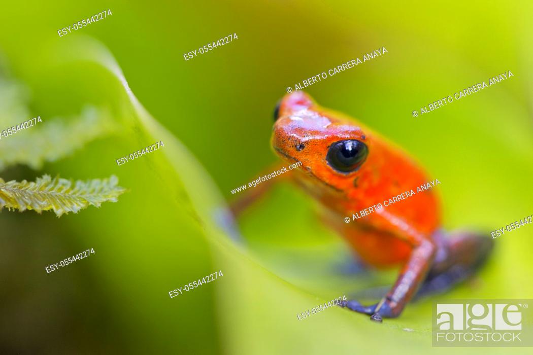 Imagen: Dart Poison Frog, Blue Jeans, Oophaga pumilio, Dendrobates pumilio, Tropical Rainforest, Costa Rica, Central America, America.