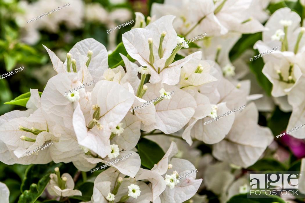 Imagen: close up on very beautiful white flowers.