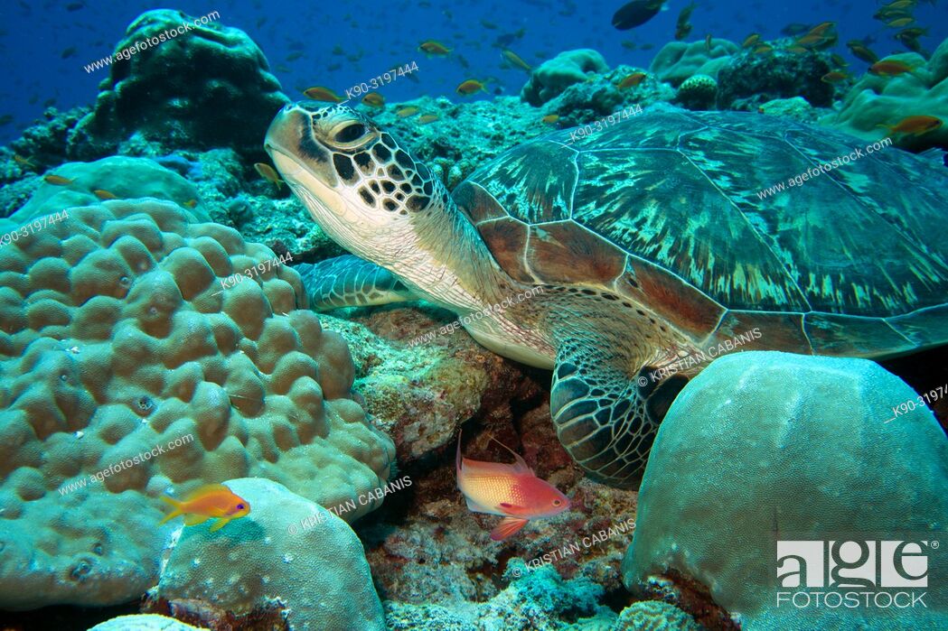 Stock Photo: Close up of Green turtle Chemonyia mydas) laying on the reef with many fishes in the background, Indian Ocean, Maledives, South Asia.