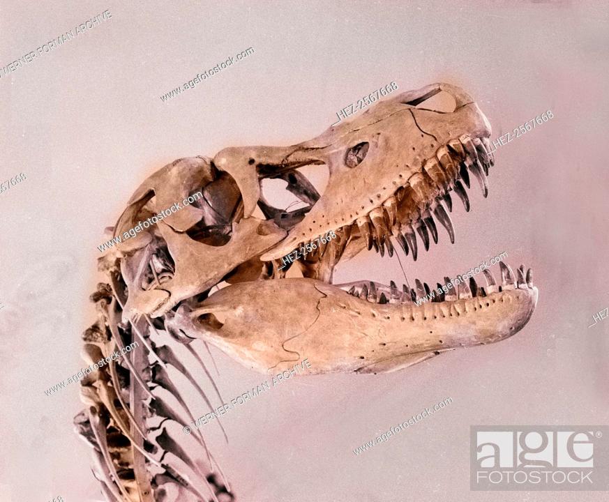 Stock Photo: Head of Tarbosaurus, a dinosaur closely related to Tyrannosaurus. Tarbosauri grew to height of 10-12 m and weight of more than a ton.