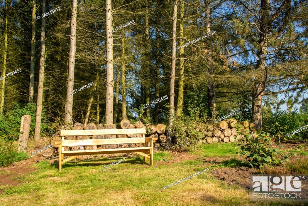 Stock Photo: wooden oak bench and forest with logs.