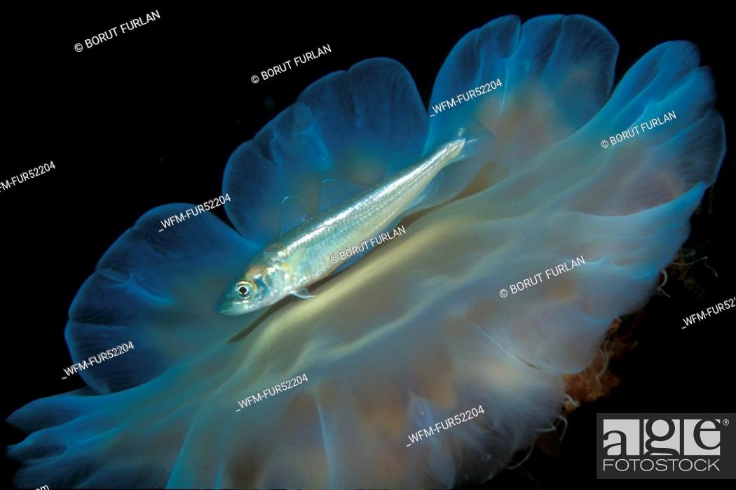 Stock Photo: Whiting accompany Jellyfish, Merlangius merlangus, Alesund, North Atlantic, Norway.