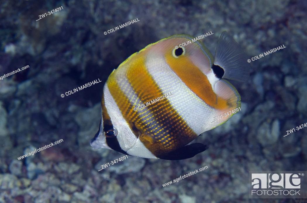 Stock Photo: Orange-banded Coralfish (Coradion chrysozonus, Chaetodontidae Family), night dive, Murex House Reef dive site, Bangka Island, north Sulawesi, Indonesia.