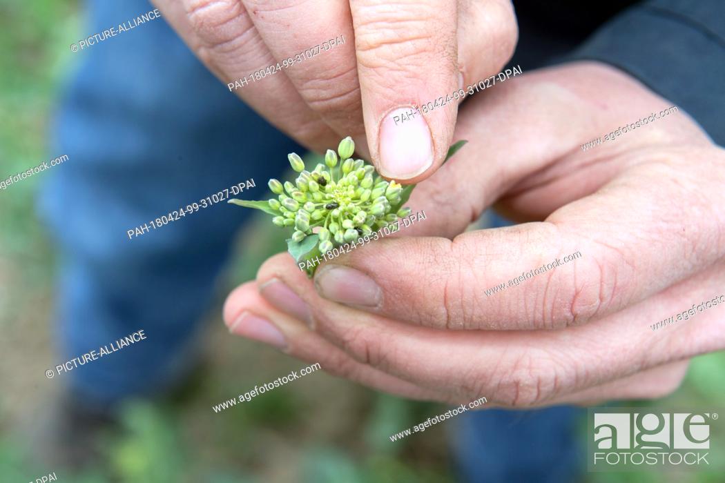 Stock Photo: 24 April 2018,  Germany, Alt-Negentin: Farmer Christian Ringenberg inspecting a plant on a rape field in case of pollen beetles.