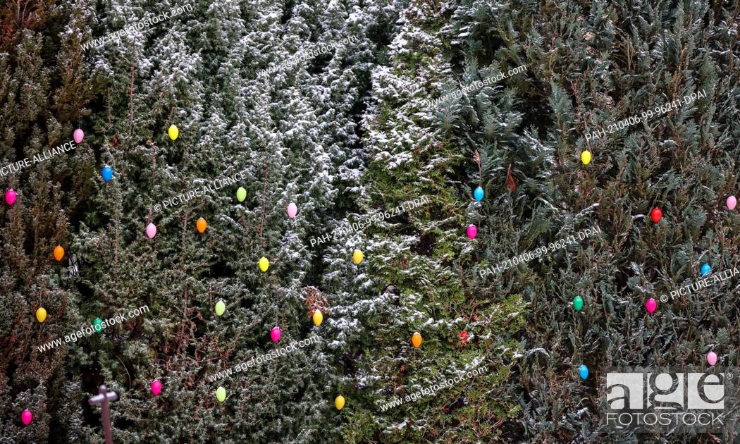 Stock Photo: 06 April 2021, Saxony, Leipzig: Colorful Easter eggs hang in a snowy conifer hedge. Photo: Jan Woitas/dpa-Zentralbild/dpa. - Leipzig/Saxony/Germany.