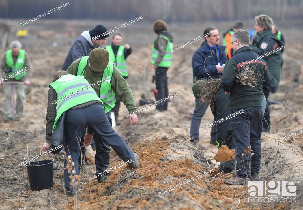 Stock Photo: 16 March 2019, Brandenburg, Klausdorf: Volunteers and forestry workers plant young trees on the area of a burnt pine forest. On the same day, a 3.