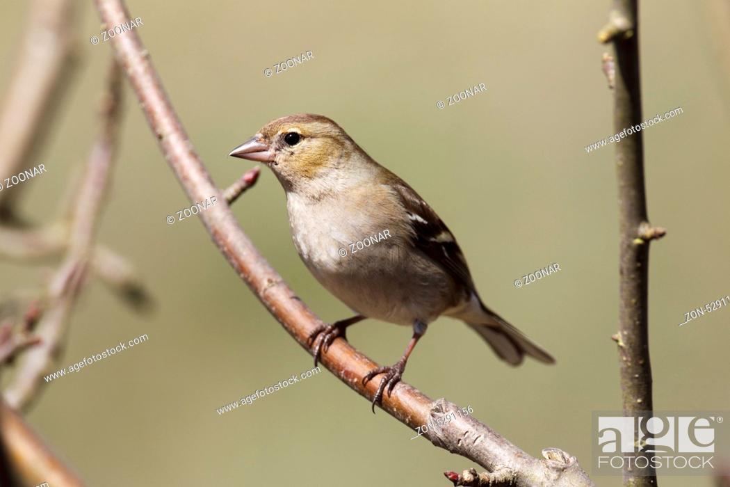 Stock Photo: Common chaffinch female.