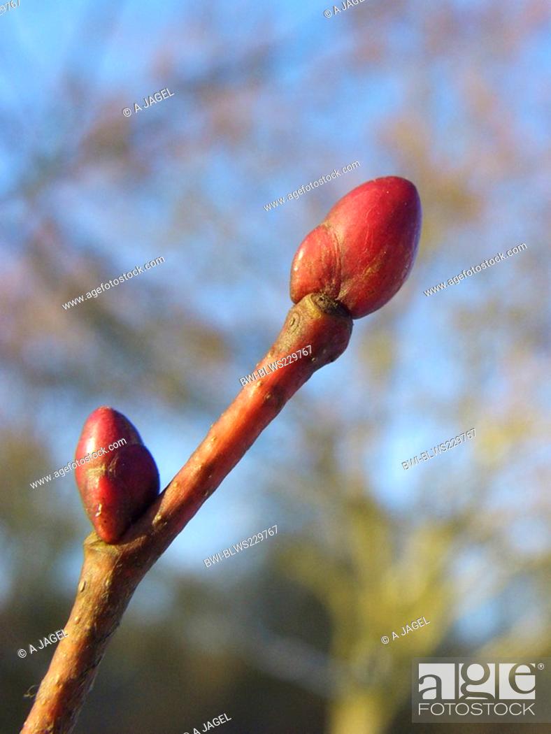 Stock Photo: small-leaved lime, littleleaf linden, little-leaf linden Tilia cordata, winter bud, Germany.