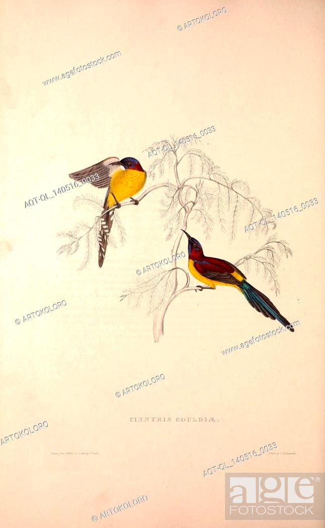 Stock Photo: Cinnyris Gouldiae, Blue-throated Simla Yellow-backed Sunbird. Birds from the Himalaya Mountains, engraving 1831 by Elizabeth Gould and John Gould.
