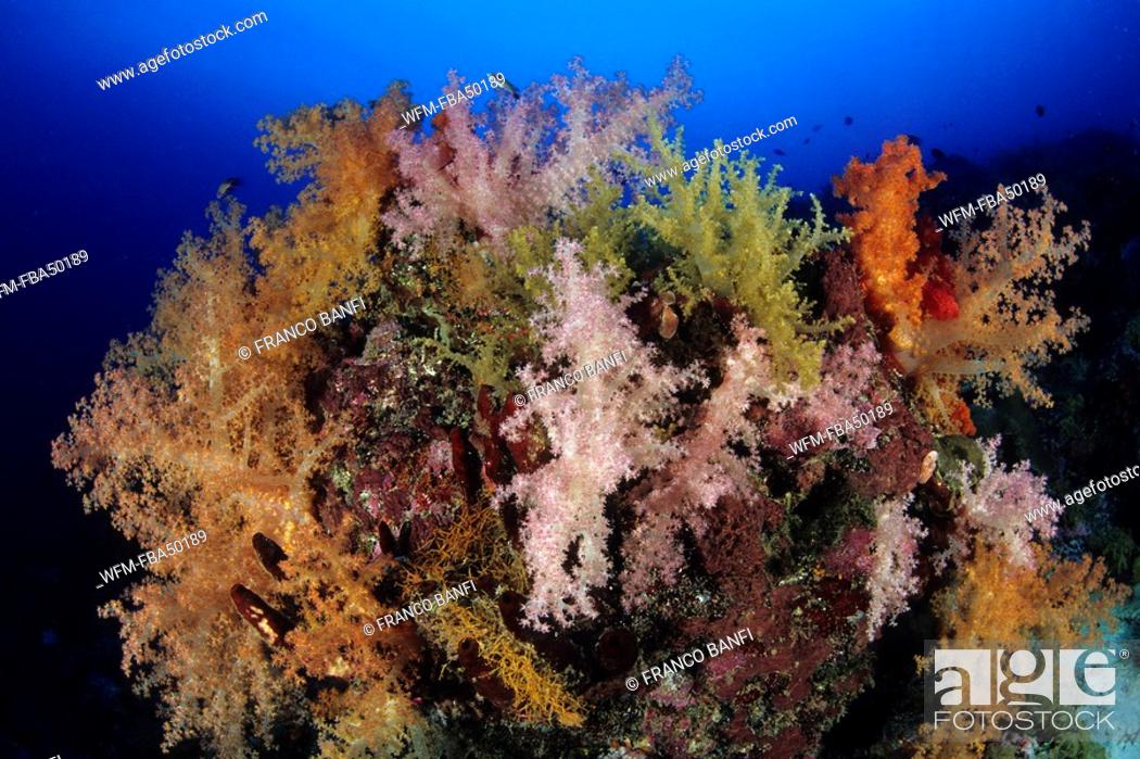 Photo de stock: Soft corals, Dendronephthya, Aldabra Atoll, Indian Ocean, Seychelles.