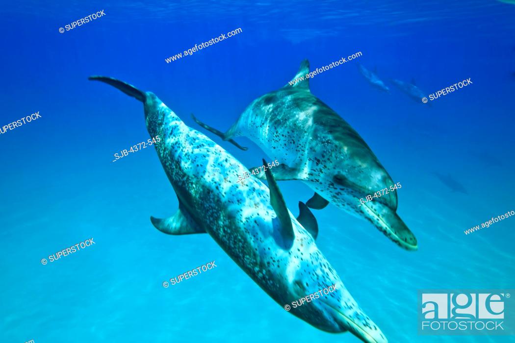 Stock Photo: Atlantic Spotted Dolphins, Stenella frontalis.