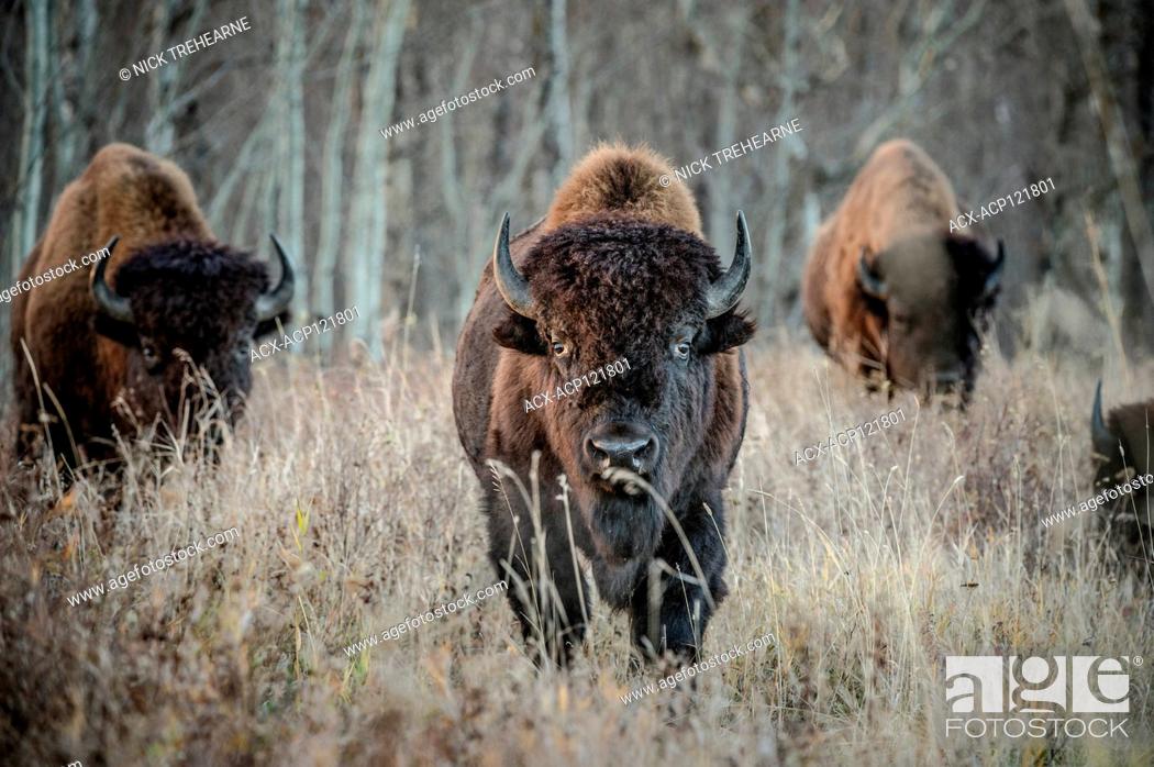 Stock Photo: Bison bison - Bison, Elk Island National Park, Alberta, Canada.