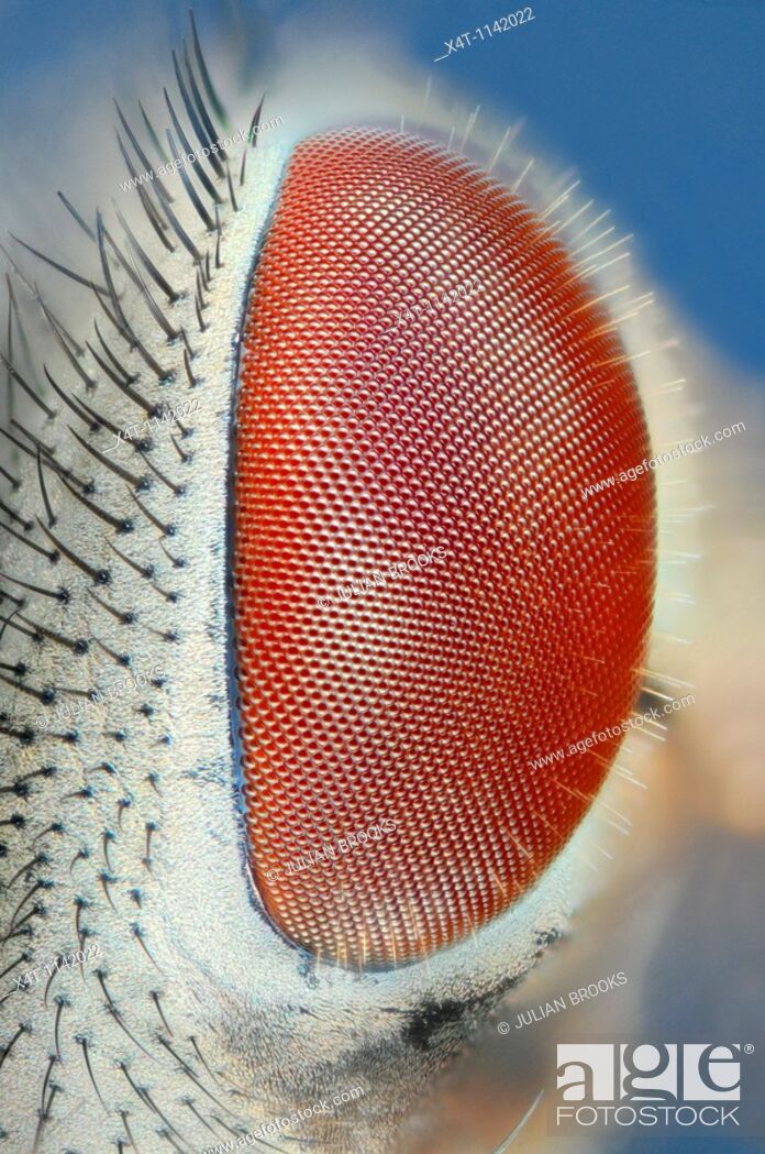 Stock Photo: Extreme closeup of a fly's eye, side view  Common house fly, musca domestica.
