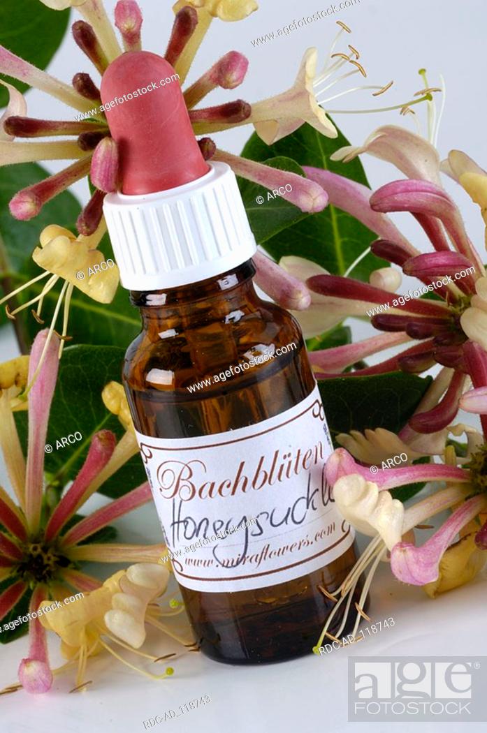 Stock Photo: Bottle with Bach Flower Stock Remedy 'Honeysuckle' Lonicera caprifolium.