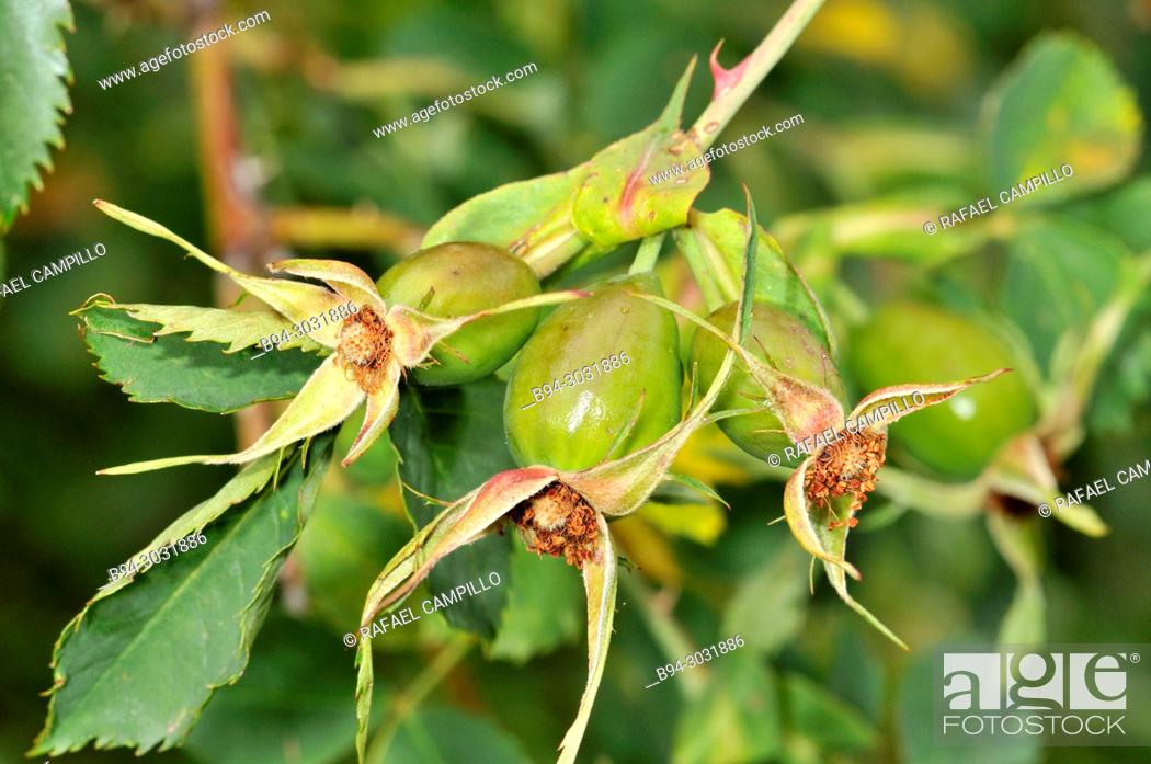 Photo de stock: Botany. Fruits of a rosaceae plant. Sorteny valley, Natural Park. Andorra. Europe.