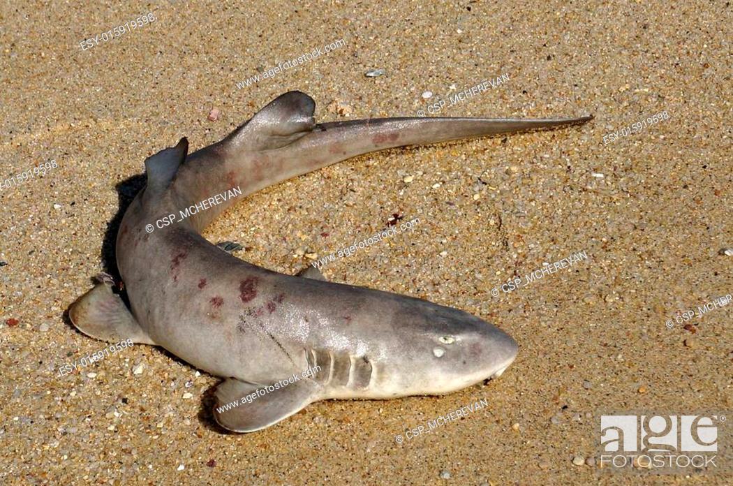 Stock Photo: A small dead shark on the shore.