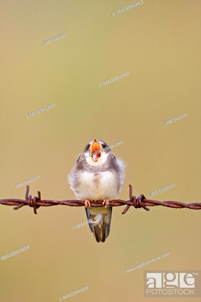 Stock Photo: Sand martin (Riparia riparia), juvenile, yawning, perched on rusty barbed wire, Minsmere RSPB Reserve, Suffolk, England, United Kingdom, Europe.