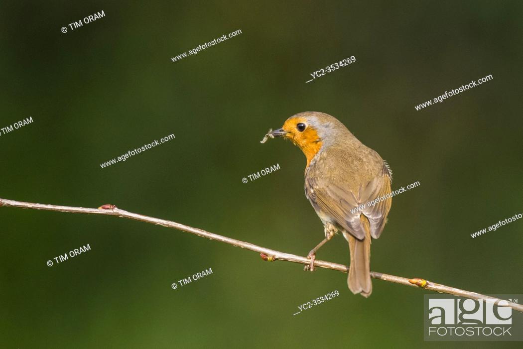 Imagen: A Robin (Erithacus rubecula) in the Uk.