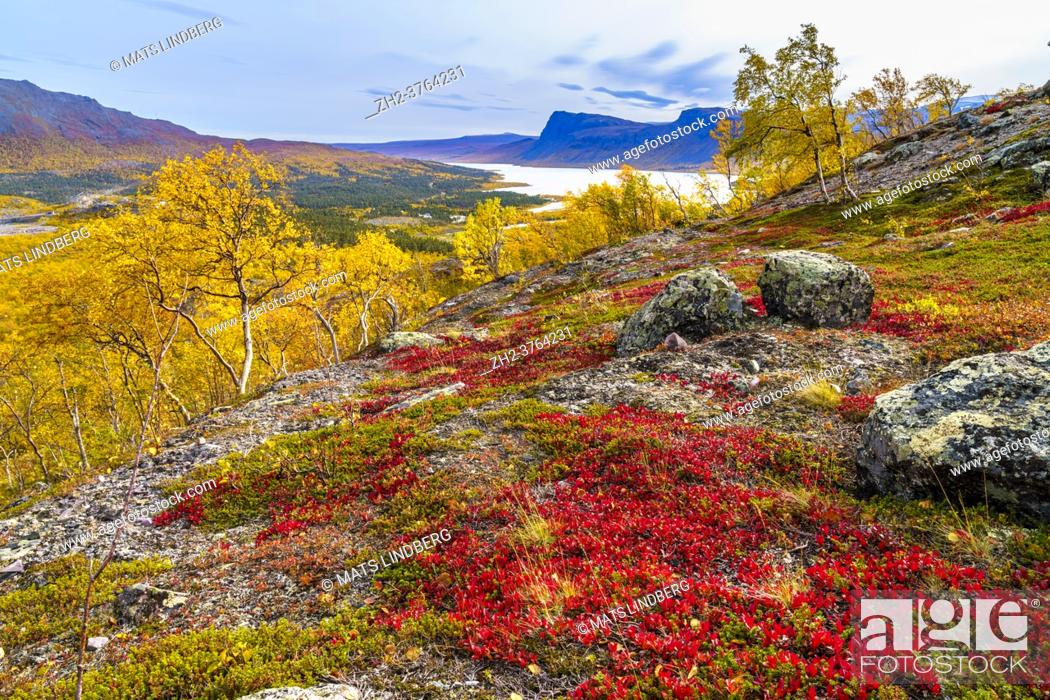 Imagen: Autumn landscape in Stora sjöfallet nationalpark, colorfull birch trees and mountains, Stora sjöfallet nationalpark, Swedish Lapland, Sweden.