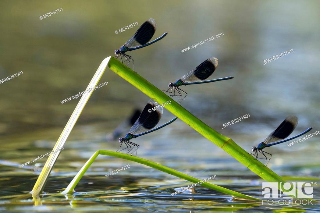 Stock Photo: banded blackwings, banded agrion, banded demoiselle (Calopteryx splendens, Agrion splendens), four banded blackwings on buckled blades of reed, Germany.