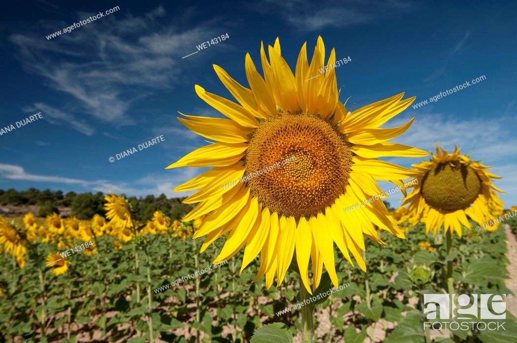Stock Photo: Sunflowers (Helianthus), Field of thousands of sunflowers on the vast plain of the lands of Cuenca. Spain.