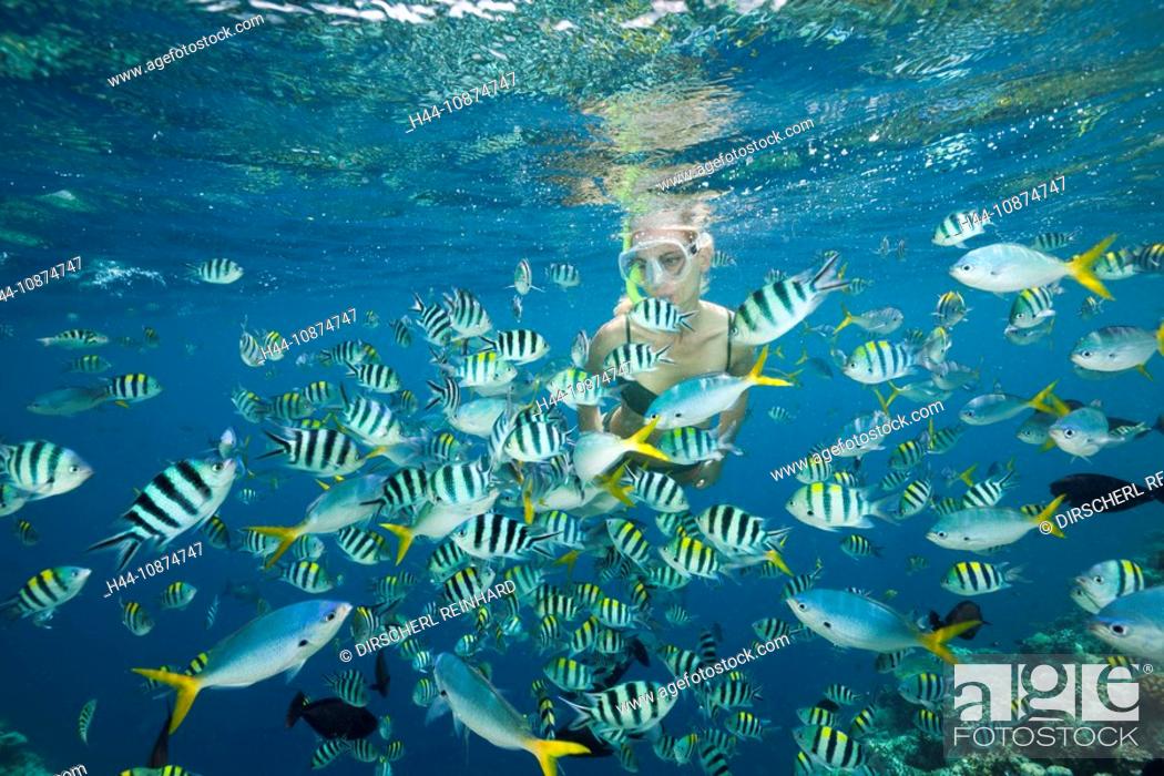 Stock Photo: Schnorcheln in bunten Fischschwarm, Mikronesien, Palau, Skin Diving with colorfully Fishes, Micronesia, Palau.