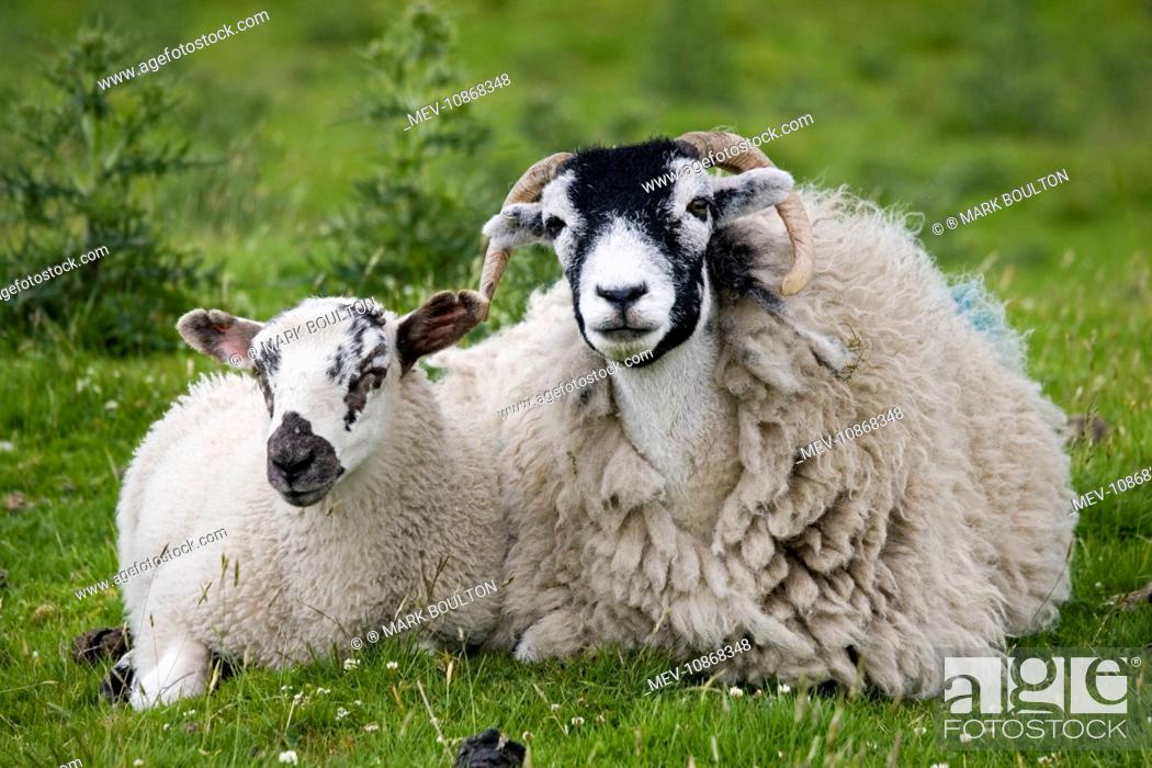 Stock Photo: Scottish black-faced sheep - ewe with lamb. North Yorkshire Moors UK.
